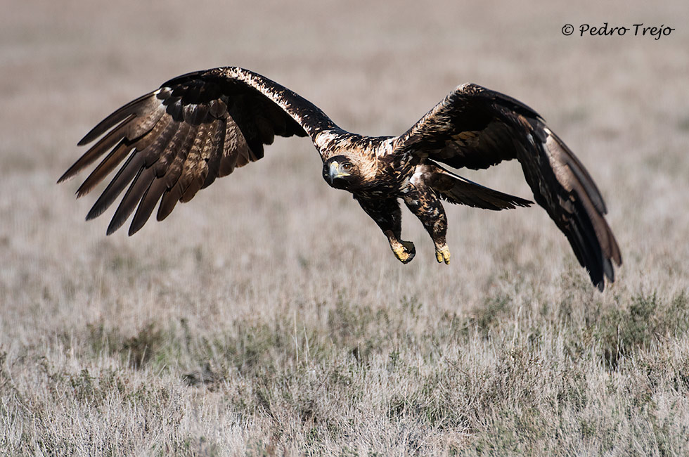 Águila imperial Ibérica (Aquila adalberti)